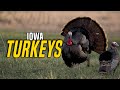 Tagged Out in Iowa! Two Turkeys in Two Days
