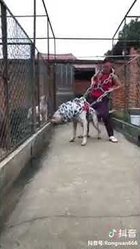 Funny Dogs And Adorably Cute Puppies You Want To See This! - YouTube