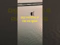 ବାଟୁଆ ମାଛ ଧରା ଷ୍ଟାଇଲ #highlights #funny #fishing