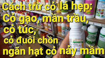 #CHNN 88. Cách trị cỏ lá hẹp tiền nảy mầm hiệu quả. Dual Gold 960EC - Cty Syngenta. S-Metolachlor