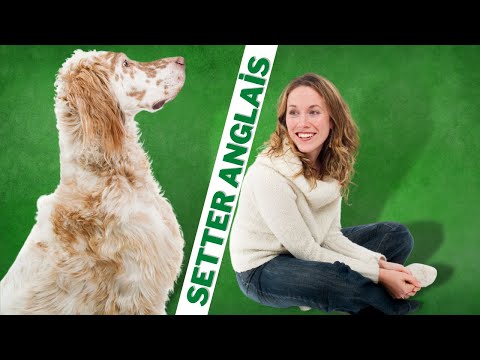 Vidéo: Race De Chien Setter Anglais Hypoallergénique, Santé Et Durée De Vie