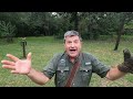 Lure training part 1 how to train a bird of prey to the lure getting started  the basics