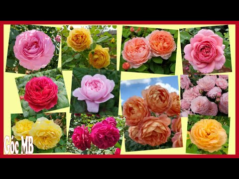 Video So Sánh Những Đặc Điểm Của 11 Cây Hoa Hồng David... - youtube