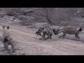 WE SafariLive- The Djuma Hyena clan on the move and a poor baby Duiker