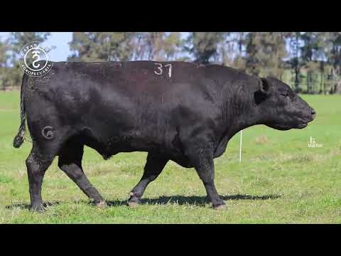 LOTE 31