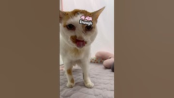 21세 노묘 메소_인플루언서냥이 얼굴 늠 꼬질_ Messy Face, Influencer Life.