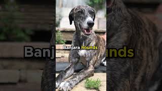 The Banjara Hound #dogs