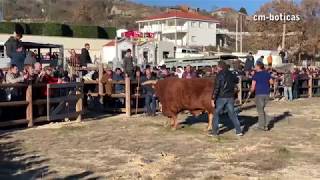 Bullfight - Chega De Bois - Castanho Vs Cabano | 2019 | Boticas