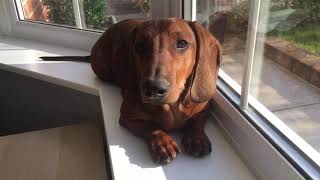 Dachshund short haired red... by DITB PRODUCTIONS 43,451 views 3 years ago 20 seconds
