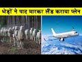 भेड़ों ने पाद माकर लैंड करवाया प्लेन| Most amazing Facts| Random Facts| Rochak Tathya|Facts Video
