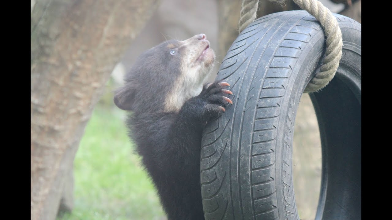 Brillenbärchen Zwillinge / Brilbeer welpjes tweeling / Spectacled bear twin cubs : ZOO Duisburg 2018