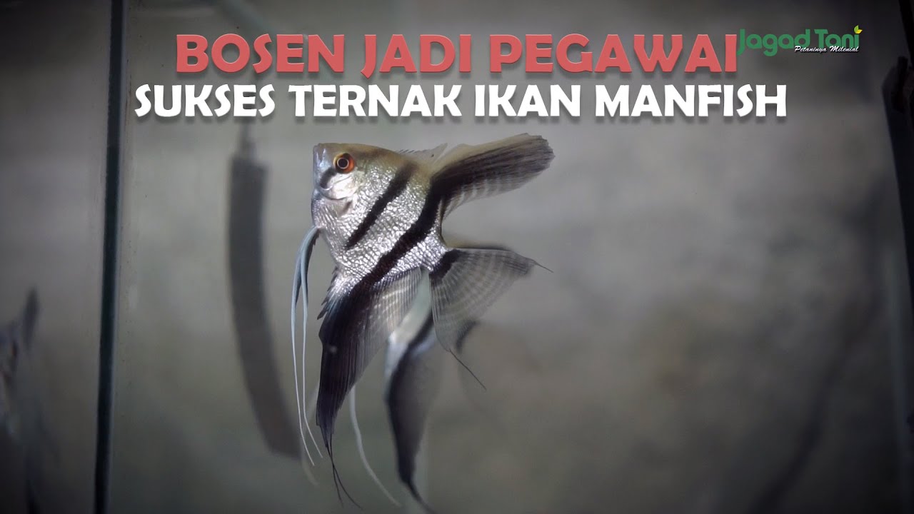 Bosen Jadi Pegawai, Sukses Ternak Ikan Manfish