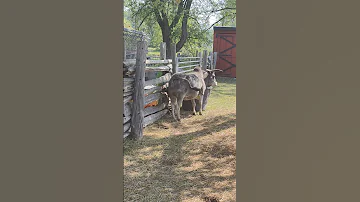Zebu Cow Is At A Standstill Fighting Flies In The Hot Weather Toronto Canada Jul 5 2025 