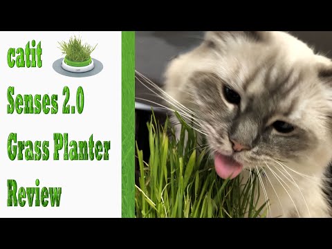 CatIt Senses 2 Grass Planter Review