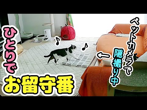 お留守中の愛猫のイタズラが可愛いすぎた～犬猫のイベントへ行ってきました～