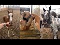 Cute Foals Compilation