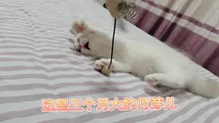 布偶猫小崽崽睡觉要形象吗？不存在的，我爱怎么睡就怎么睡 by Oh My Dear Little Julie 47 views 3 months ago 1 minute, 4 seconds