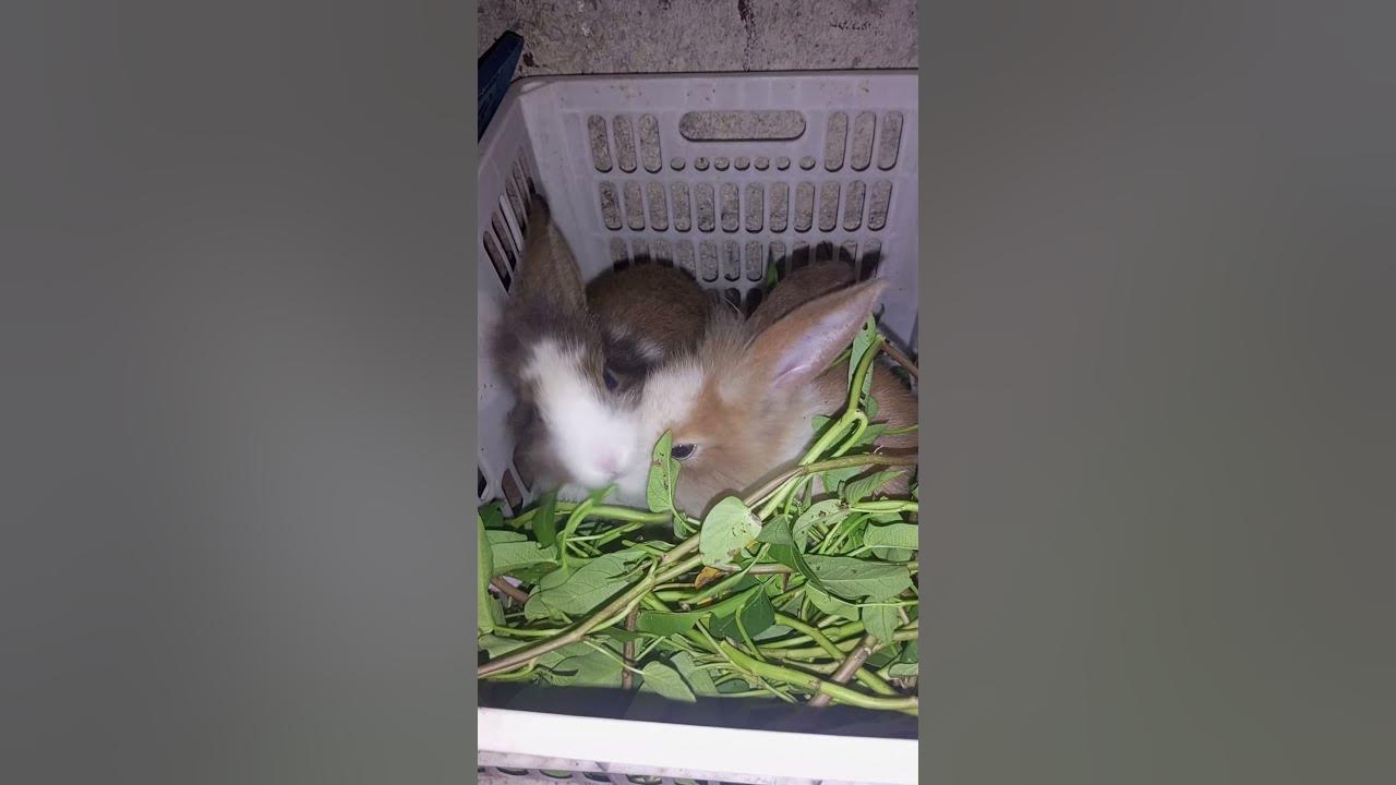 kits eating kangkong kits rabbits kangkong YouTube