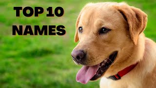 Top 10 Labrador Retriever Dog Names - Unique Puppy Names by The Dog House 404 views 2 years ago 1 minute