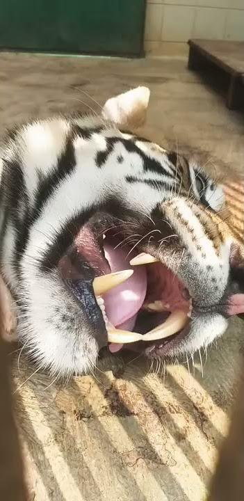 'Taring Harimau' #shorts #harimau #tigers #macan #sumatrantiger #taring #taringharimau #ragunan