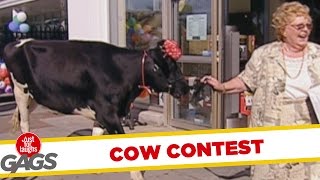 Win A Cow Prank - Throwback Thursday