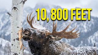 Insane! Moose Sightings in Fairplay, Colorado Mountains Eating Aspen Bark Snowing at 10,800 feet 🫎