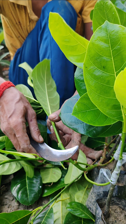 Grafting Pink Jackfruit: Easy Steps for Success #shorts