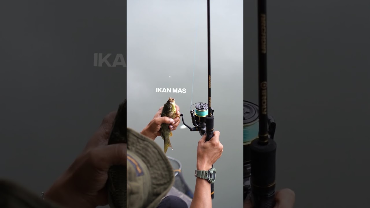 Iroly Arcadia Joran kolam Ikan Mas dan Lele dengan harga terjangkau