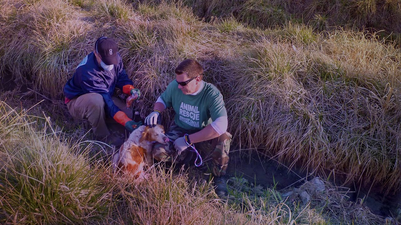 Kinship Circle Japan Animal Rescue 3/29/11 (Raw Video)