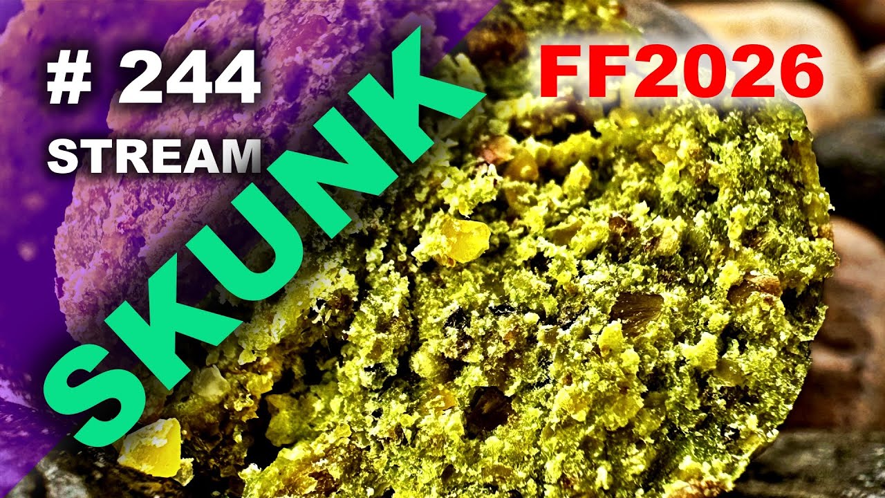 FOR FISHING A SKUNK carp fishing lov kapra 