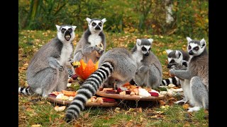 World Lemur Day In Beekse Bergen