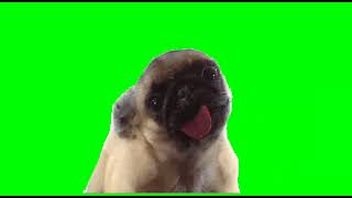 Cute Pug Licking Screen - Green Screen Video For Video Editing - Animated GIF