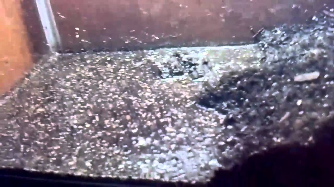 Cane ToadBasic Care YouTube