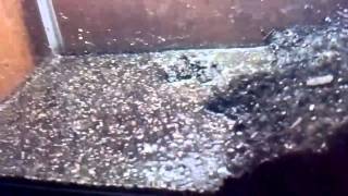 Cane Toad:Basic Care