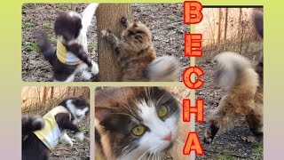ВЕСЕЛЫЕ ВЕСЕННИЕ КОТИКИ  FUNNY SPRING CATS by  CAT HOUSE IN BUCHA 373 views 2 months ago 5 minutes, 7 seconds
