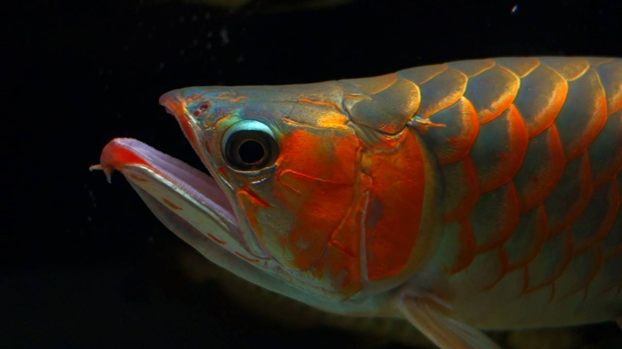 Red Arowana (Under D3 Reptile Arcardia Lights) for Photo shooting YouTube