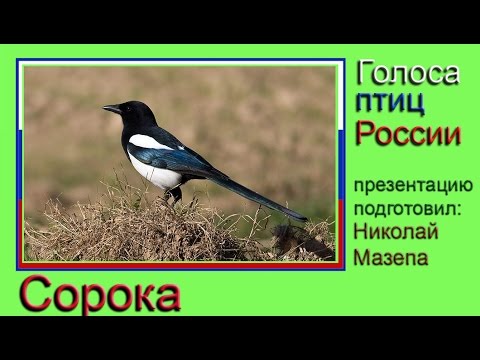 Сорока. Голоса птиц России