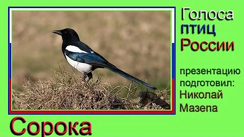 Сорока. Голоса птиц России