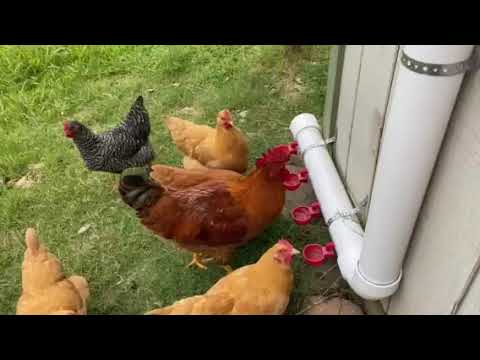 Chickens Drinking From Our DIY Water Station