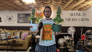 MICROGROW DAY 9 - Microgrowing 6x Skunk #1 with TempleGrower