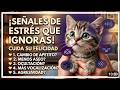 Haz esto y tu gato será más feliz 🧡 5 señales que no debes ignorar | Bienestar Felino