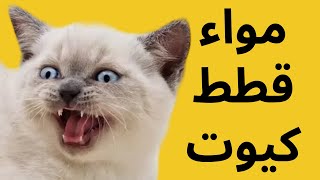 مواء قطط كيوت Cute cats meow. أصوات  قطط جميلات وظريفات جدًا عندما تموء(أصوات كأنها موسيقى)