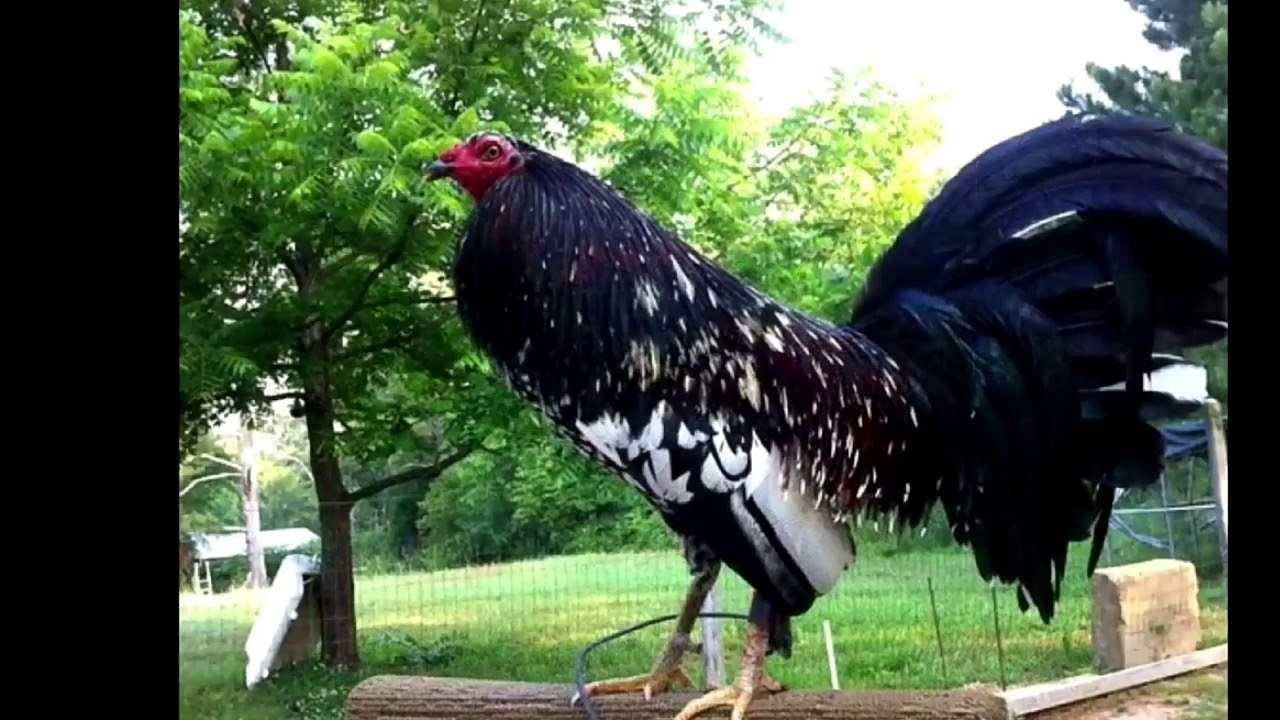 LOS GALLOS FINOS MÁS HERMOSOS DEL MUNDO-ANGEL VELÁZQUEZ - YouTube