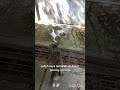 1Kucing Super Sedih: Hamil Makan Rumput Dapat Bantuan. Part-7