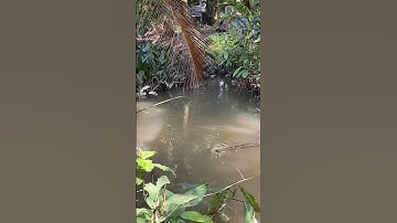 Câu cá Rô Đồng dựt liên tục bằng cần simatrúc #shorts