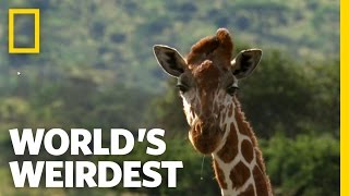 Giraffe Drool | World's Weirdest