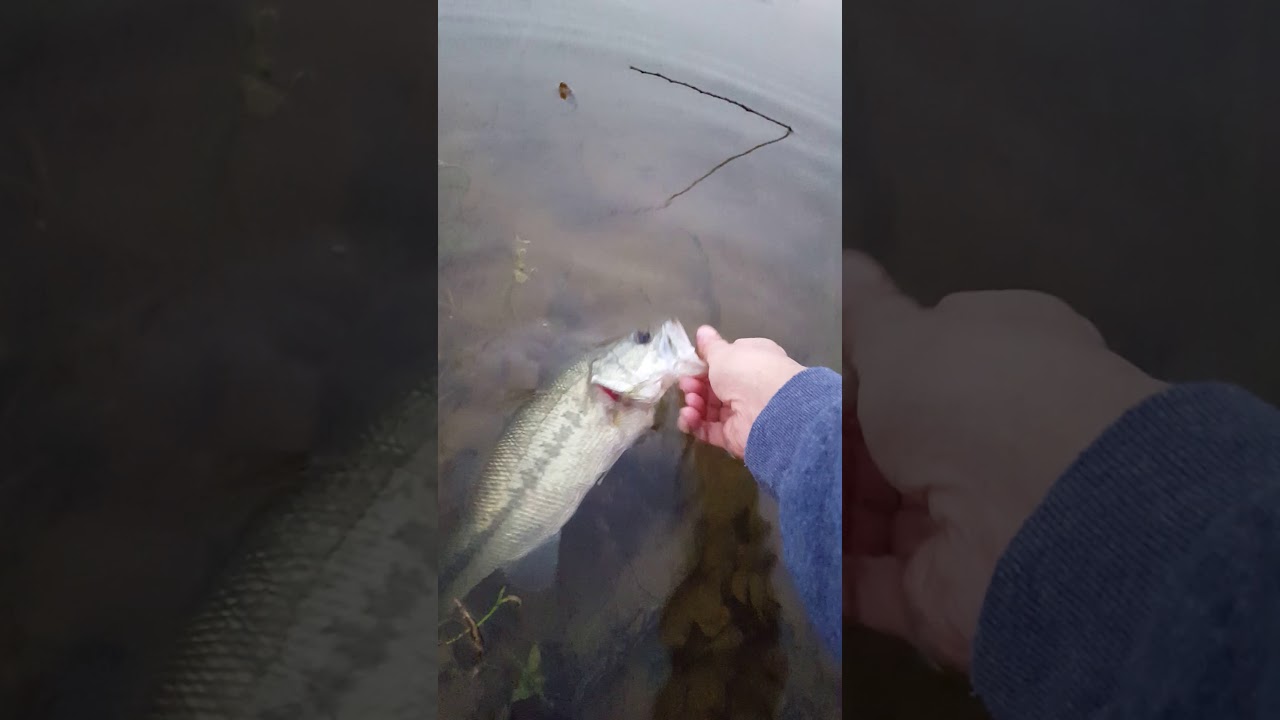 Bass release 12-15-19
