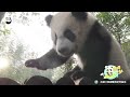Does This Little Panda Smell Like “Sunshine”? | iPanda