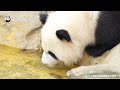 Does This Little Panda Smell Like “Sunshine”? | iPanda