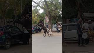 Desi Power + Rhythm 💪🏻🔥 | Haryana Ka Viral Horse Dance 🦅😇.. #shorts #new #viral #trending #ytsh